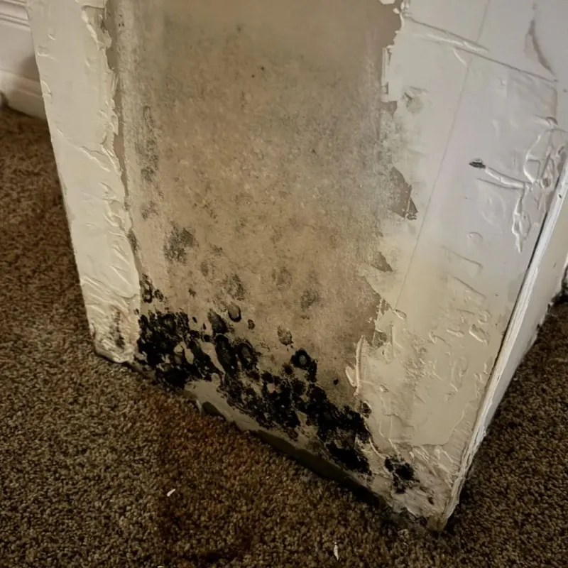 Professional Mold Removal in Muscatine, IA
